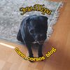 cane_corsos_blog
