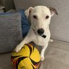 smalldogleo