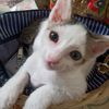 yantipriya