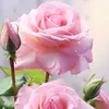 sally_333_rose