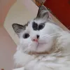 caiooflopado