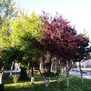 carmennani72