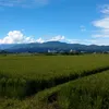 pochi_5298
