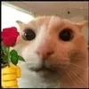 user170128284