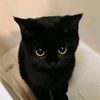 jayblack_cat