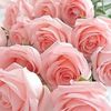 noura.n4