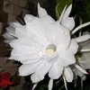 adrianacamposdejesus