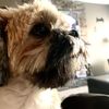 dorrie_77