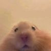 lyychuby