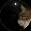 sedra_686