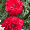 asiya4148310934637