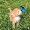 ngtinhmuaha125