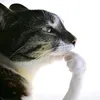 aoxxcz