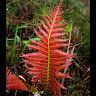 a_red_fern