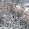 kkuurus