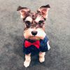 marty_the_mini