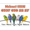 esen_mehmet_2727