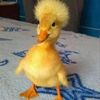 buttermybiscuit4