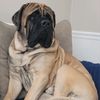wade.english.mastiff