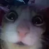 bertitudeeeeeeeeeeeeeeee