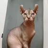 sphynxvalturi