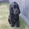 elvisthecockerspaniel1