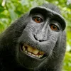 .the.monkey.man