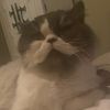 beefcake_the_cat