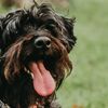 poppytheschnoodle