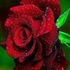jamol8885