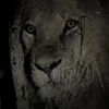 orton313