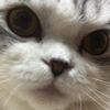 sx3kitty