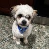 soydubiedog