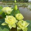 phan.van.truong2