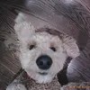 austonontop1