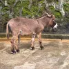kuyamo1to