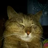 jerry_v_jerry