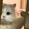 _vuongnhu