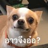 dekdots