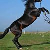 naser87877
