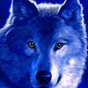 nightwolf77777