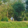Cỏ 🍀