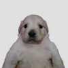 p3rwisyo