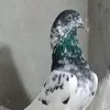 fofafofa3dsth