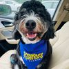 Benny | Therapy Dog