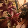 li_nh009