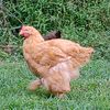 lookatallthosechickens_1