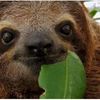 incognitosloth