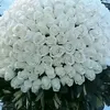 melena320