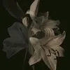 lavrintea_285
